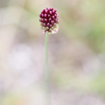 Ail à tête ronde - Fleurs sauvages de la forêt de Fontainebleau