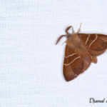 Bombyx de la ronce (Macrothylacia rubi) - papillons de nuit de la forêt de Fontainebleau