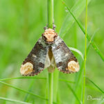 Bucéphale (Phalera bucephala) - papillons de nuit de la forêt de Fontainebleau