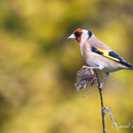 Chardonneret élégant (Carduelis carduelis) - Oiseau de la forêt de Fontainebleau