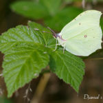 Citron (Gonepteryx rhamni) - papillons de jour de la forêt de Fontainebleau