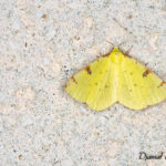 Citronnelle rouillée (Opisthograptis luteolata) - papillons de nuit de la forêt de Fontainebleau