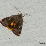 Collier soufré (Noctua janthe) - papillons de nuit de la forêt de Fontainebleau