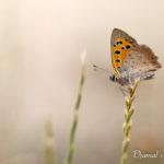 Cuivré commun (Lycaena phlaeas) - papillons de jour de la forêt de Fontainebleau