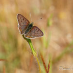 Cuivré fuligineux (Lycaena tityrus) - papillons de jour de la forêt de Fontainebleau