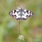 Demi-deuil (Melanargia galathea) - papillons de jour de la forêt de Fontainebleau