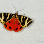 Écaille échinée (Euplagia quadripunctaria) - papillons de nuit de la forêt de Fontainebleau