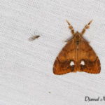 Étoilée (Orgya antiqua) - papillons de nuit de la forêt de Fontainebleau