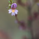 Euphraise raide - Fleurs sauvages de la forêt de Fontainebleau