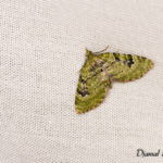 Eupithecie couronnée (Chloroclystis v-ata) - papillons de nuit de la forêt de Fontainebleau