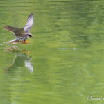 Faucon hobereau (Falco subbuteo) - Oiseau migrateur de la forêt de Fontainebleau