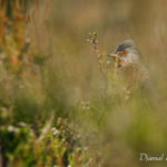 Fauvette pitchou (Sylvia undata) - Oiseau de la forêt de Fontainebleau