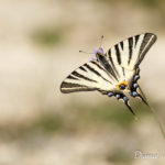 Flambé (Iphiclides podalirius) - papillons de jour de la forêt de Fontainebleau