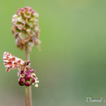 Hespérie de la sanguisorbe (Spialia sertorius) - papillons de jour de la forêt de Fontainebleau