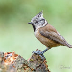Mésange huppée (Lophophanes cristatus) - Oiseau de la forêt de Fontainebleau