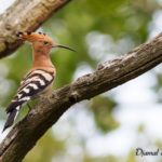 Huppe fasciée (Upupa epops) - Oiseau de la forêt de Fontainebleau