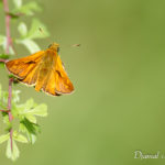 La Sylvaine (Ochlodes sylvanus) - papillons de jour de la forêt de Fontainebleau