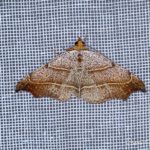 Le Crochet (Lasperya flexula) - papillons de nuit de la forêt de Fontainebleau