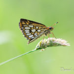 Hespérie à miroir (hetropterus morpheus) - papillons de jour de la forêt de Fontainebleau