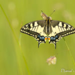 Machaon (Papilio machaon) - papillons de jour de la forêt de Fontainebleau