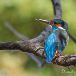 Martin pêcheur (Alcedo atthis) - Oiseau de la forêt de Fontainebleau