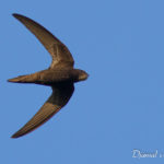 Martinet noir (Apus apus) - Oiseau de la forêt de Fontainebleau