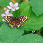 Mélitée des mélampyres (Melitaea athalia) - papillons de jour de la forêt de Fontainebleau