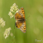 Mélitée du plantain (Melitaea cinxia) - papillons de jour de la forêt de Fontainebleau