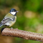 Mésange charbonnière (Parus major) - Oiseau de la forêt de Fontainebleau