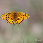 Moyen nacré (Argynnis adippe) - papillons de jour de la forêt de Fontainebleau