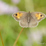 Myrtil (Maniola jurtina) - papillons de jour de la forêt de Fontainebleau