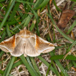 Noctuelle ratissée (Habrosyne pyritoides) - papillons de nuit de la forêt de Fontainebleau