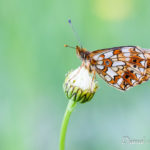 Petit collier argenté (Boloria selene) - papillons de jour de la forêt de Fontainebleau