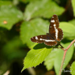 Petit sylvain (Limenitis camilla) - papillons de jour de la forêt de Fontainebleau