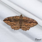 Phalène du nerprun (Philereme transversata) - papillons de nuit de la forêt de Fontainebleau