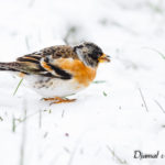 Pinson du nord (Fringilla montifringilla) - Oiseau migrateur de la forêt de Fontainebleau