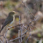Pouillot fitis (Phylloscopus trochilus) - Oiseau migrateur de la forêt de Fontainebleau