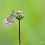 Fadet commun (Coenonympha pamphilus) - papillons de jour de la forêt de Fontainebleau