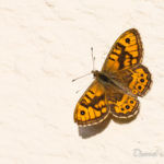 Mégère (Lasiommata megera) - papillons de jour de la forêt de Fontainebleau