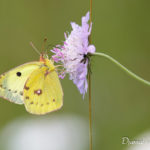 Souci (Colias crocea) - papillons de jour de la forêt de Fontainebleau