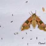 Sphinx du tilleul (Mimas tiliae) - papillons de nuit de la forêt de Fontainebleau