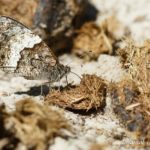 Sylvandre (Hipparchia fagi) - papillons de jour de la forêt de Fontainebleau