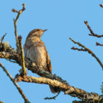 Torcol fourmilier (Jynx torquilla) - Oiseau migrateur de la forêt de Fontainebleau