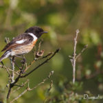 Tarier pâtre (Saxicola rubicola) - Oiseau de la forêt de Fontainebleau