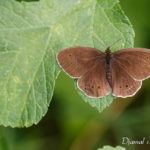 Tristan (Aphantotus hyperantus) - papillons de jour de la forêt de Fontainebleau