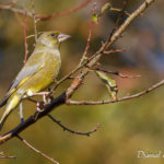 Verdier d'Europe (Chloris chloris) - Oiseau de la forêt de Fontainebleau