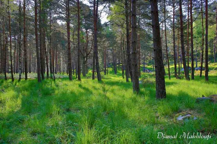 Forêt de Fontainebleau - Gorges d’Apremont 