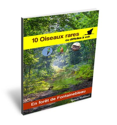 Ebook nature - 10 oiseaux rares ou difficiles à voir en forêt de Fontainebleau