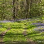 jacinthes des bois (paysages de la forêt de Fontainebleau)
