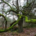 la pieuvre (paysages de la forêt de Fontainebleau)